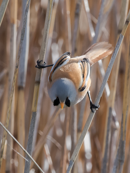 Viiksitimali, Bearded Reedling, Panurus biarmicus