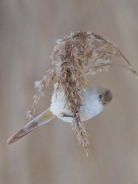 Viiksitimali, Bearded Reedling, Panurus biarmicus