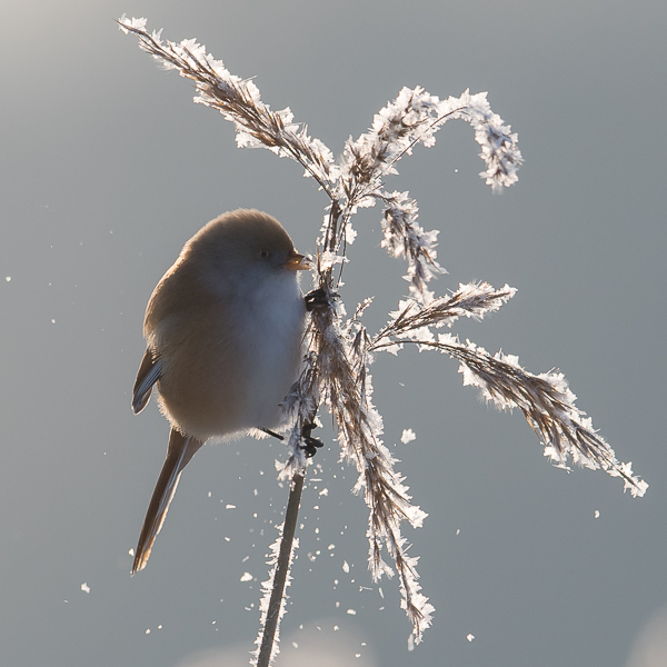Viiksitimali, Bearded Reedling, Panurus biarmicus