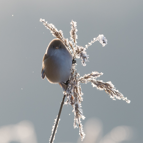 Viiksitimali, Bearded Reedling, Panurus biarmicus