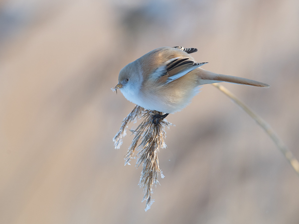 Viiksitimali, Bearded Reedling, Panurus biarmicus