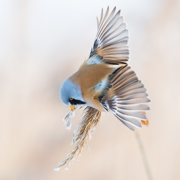 Viiksitimali, Bearded Reedling, Panurus biarmicus