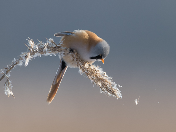 Viiksitimali, Bearded Reedling, Panurus biarmicus