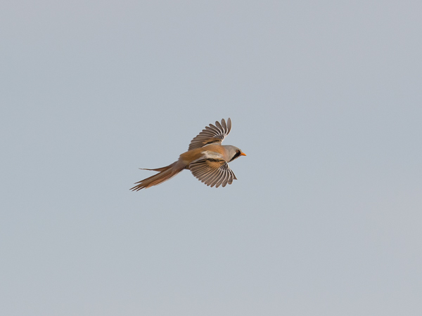 Viiksitimali, Bearded Reedling, Panurus biarmicus