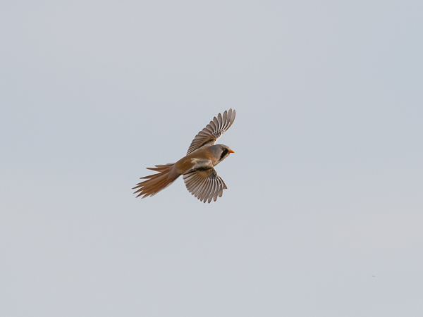 Viiksitimali, Bearded Reedling, Panurus biarmicus