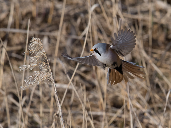 Viiksitimali, Bearded Reedling, Panurus biarmicus