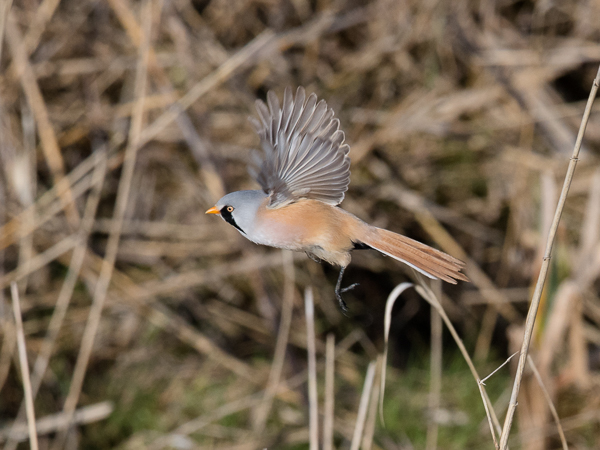 Viiksitimali, Bearded Reedling, Panurus biarmicus