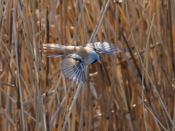 Viiksitimali, Bearded Reedling, Panurus biarmicus