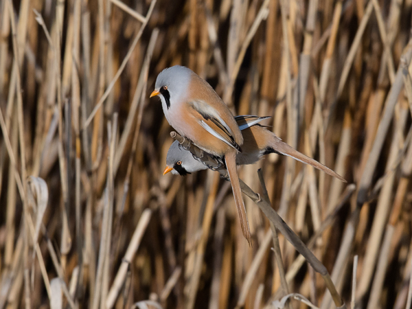 Viiksitimali, Bearded Reedling, Panurus biarmicus