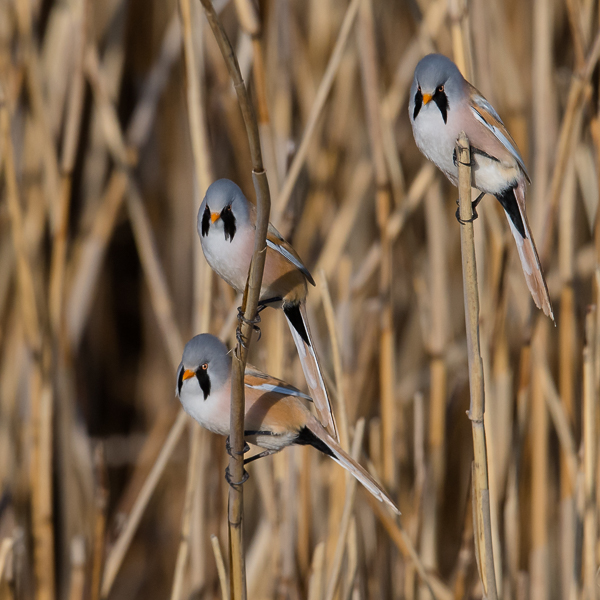 Viiksitimali, Bearded Reedling, Panurus biarmicus