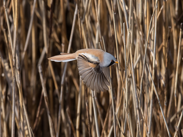 Viiksitimali, Bearded Reedling, Panurus biarmicus