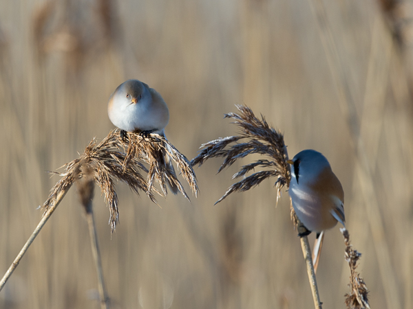 Viiksitimali, Bearded Reedling, Panurus biarmicus