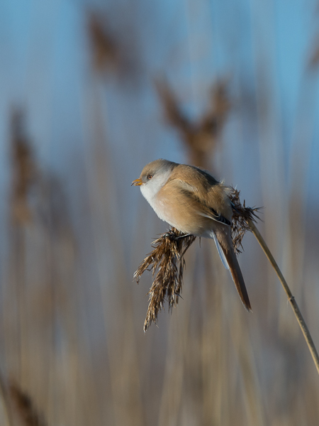 Viiksitimali, Bearded Reedling, Panurus biarmicus