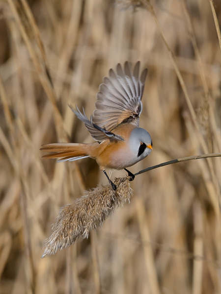 Viiksitimali, Bearded Reedling, Panurus biarmicus