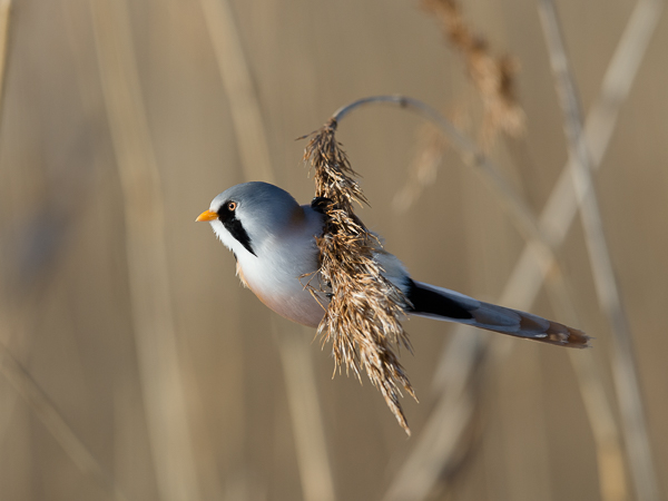 Viiksitimali, Bearded Reedling, Panurus biarmicus