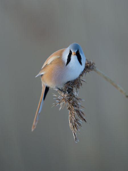 Viiksitimali, Bearded Reedling, Panurus biarmicus