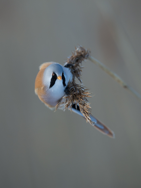Viiksitimali, Bearded Reedling, Panurus biarmicus