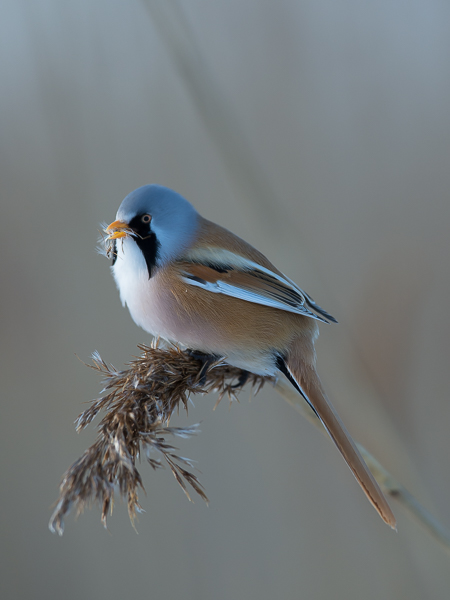 Viiksitimali, Bearded Reedling, Panurus biarmicus