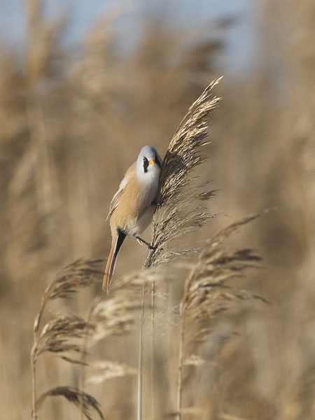 Viiksitimali, Bearded Reedling, Panurus biarmicus