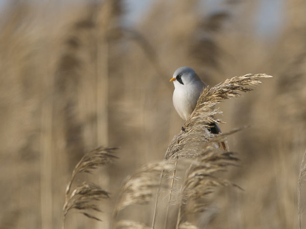 Viiksitimali, Bearded Reedling, Panurus biarmicus