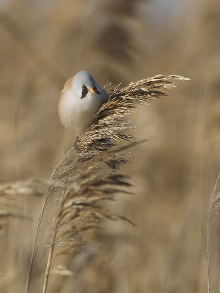 Viiksitimali, Bearded Reedling, Panurus biarmicus