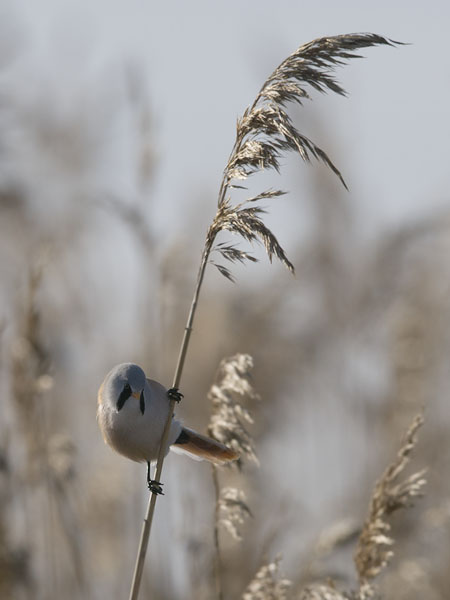 Viiksitimali, Bearded Reedling, Panurus biarmicus