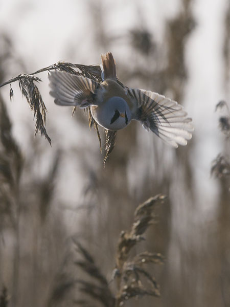 Viiksitimali, Bearded Reedling, Panurus biarmicus