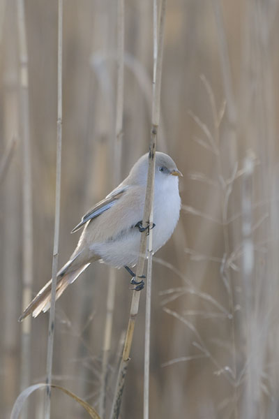 Viiksitimali, Bearded Reedling, Panurus biarmicus
