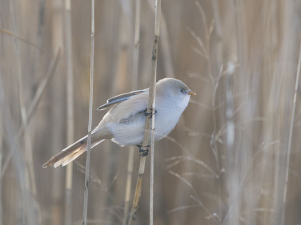 Viiksitimali, Bearded Reedling, Panurus biarmicus