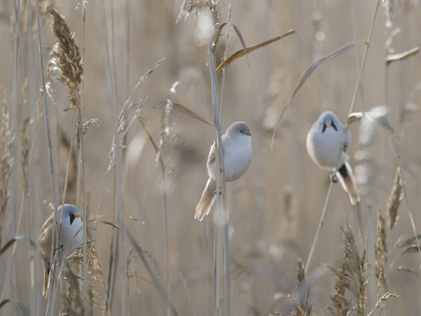Viiksitimali, Bearded Reedling, Panurus biarmicus