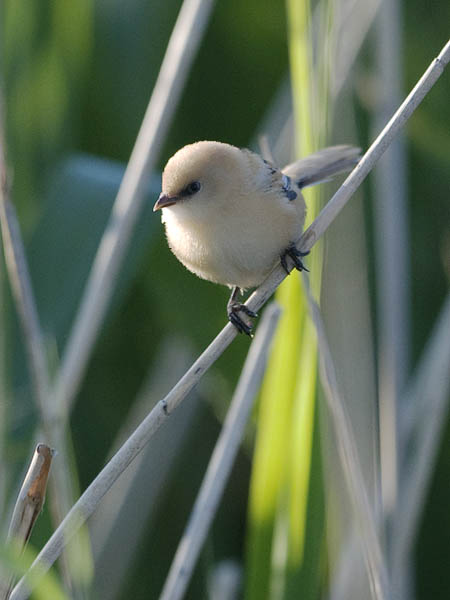 Viiksitimali, Bearded Reedling, Panurus biarmicus