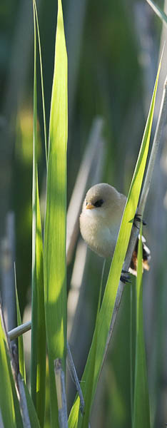 Viiksitimali, Bearded Reedling, Panurus biarmicus