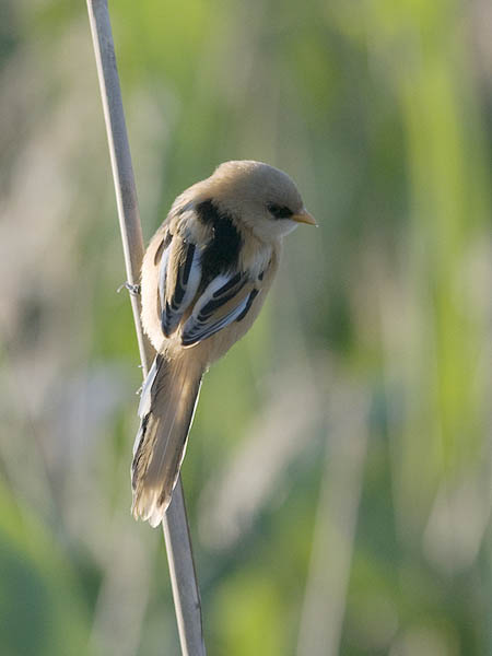 Viiksitimali, Bearded Reedling, Panurus biarmicus