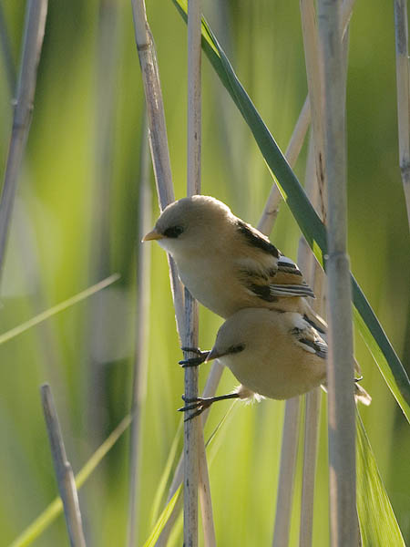 Viiksitimali, Bearded Reedling, Panurus biarmicus