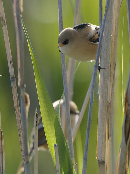 Viiksitimali, Bearded Reedling, Panurus biarmicus
