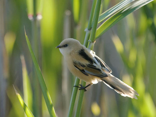 Viiksitimali, Bearded Reedling, Panurus biarmicus