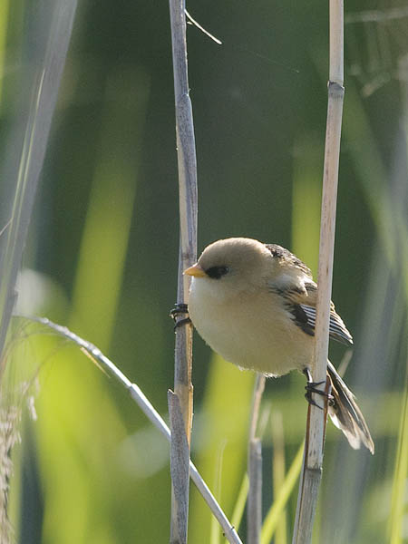 Viiksitimali, Bearded Reedling, Panurus biarmicus