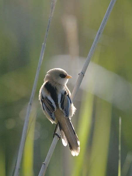 Viiksitimali, Bearded Reedling, Panurus biarmicus