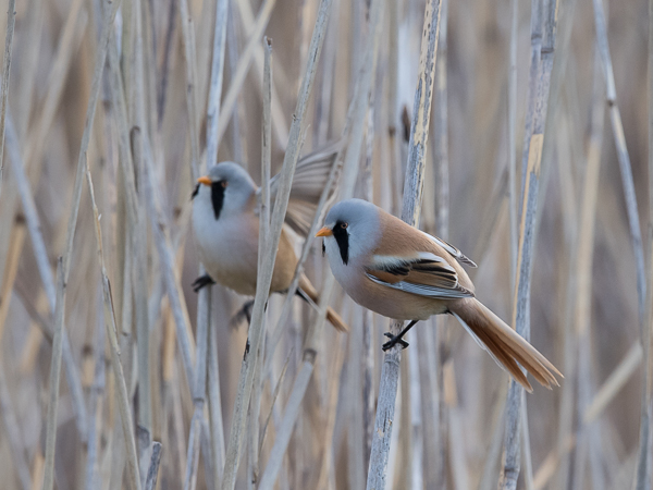 Viiksitimali, Bearded Reedling, Panurus biarmicus