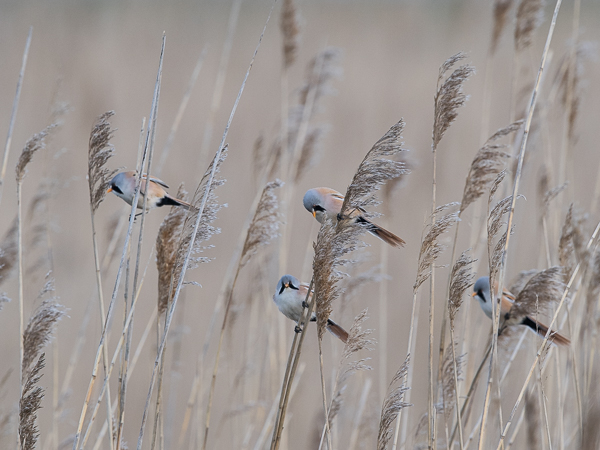 Viiksitimali, Bearded Reedling, Panurus biarmicus