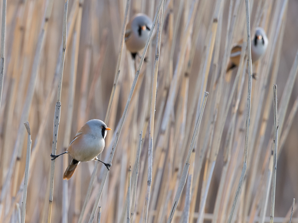 Viiksitimali, Bearded Reedling, Panurus biarmicus