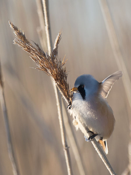 Viiksitimali, Bearded Reedling, Panurus biarmicus