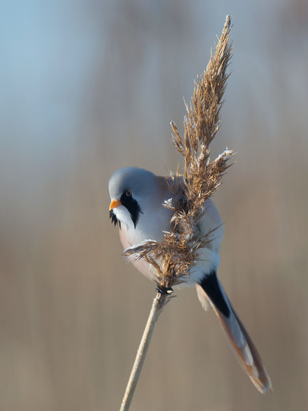 Viiksitimali, Bearded Reedling, Panurus biarmicus