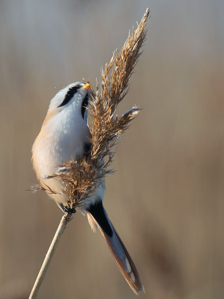 Viiksitimali, Bearded Reedling, Panurus biarmicus