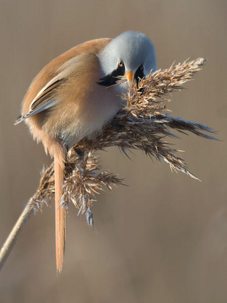 Viiksitimali, Bearded Reedling, Panurus biarmicus