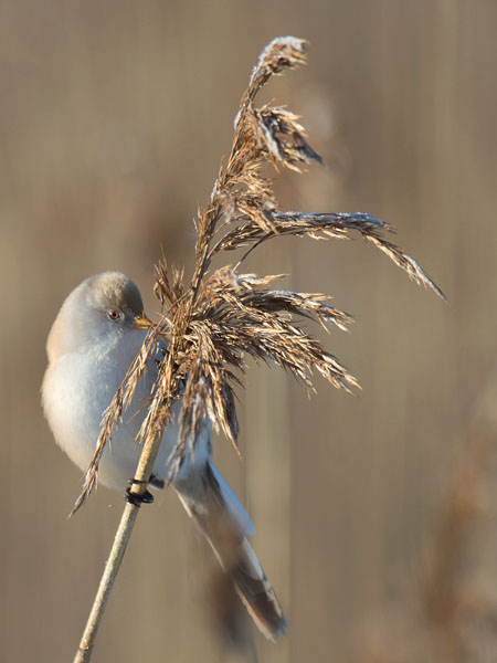 Viiksitimali, Bearded Reedling, Panurus biarmicus