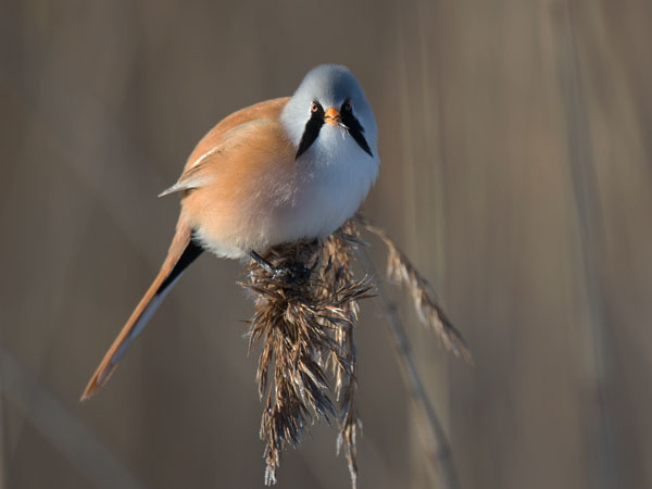 Viiksitimali, Bearded Reedling, Panurus biarmicus