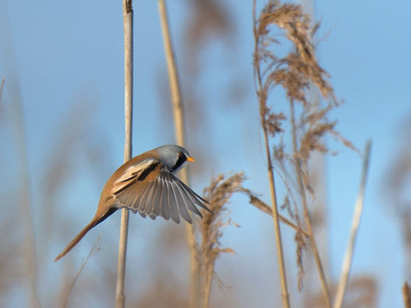 Viiksitimali, Bearded Reedling, Panurus biarmicus