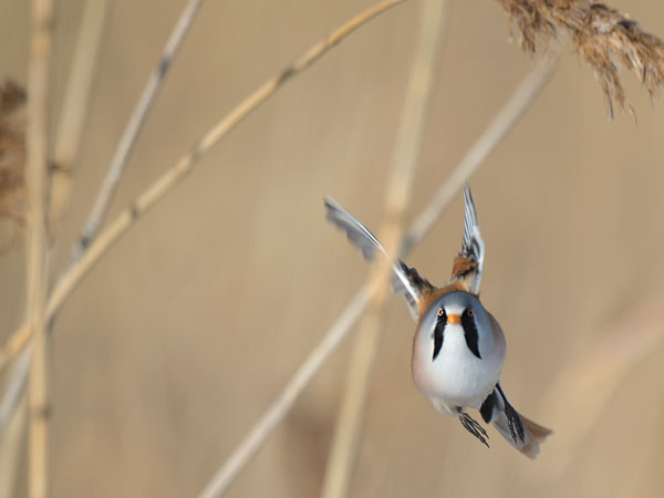 Viiksitimali, Bearded Reedling, Panurus biarmicus
