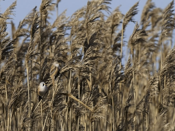 Viiksitimali, Bearded Reedling, Panurus biarmicus